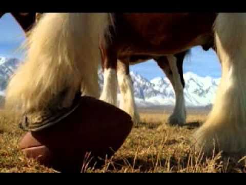 Youtube: Budweiser Clydesdales commercial - Superfan