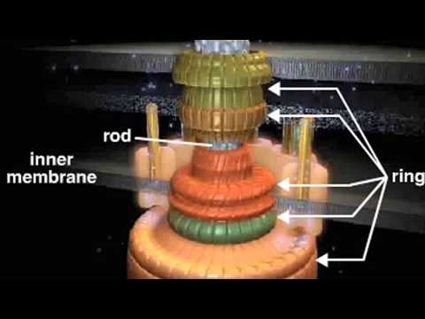 Youtube: bacterial flagellum