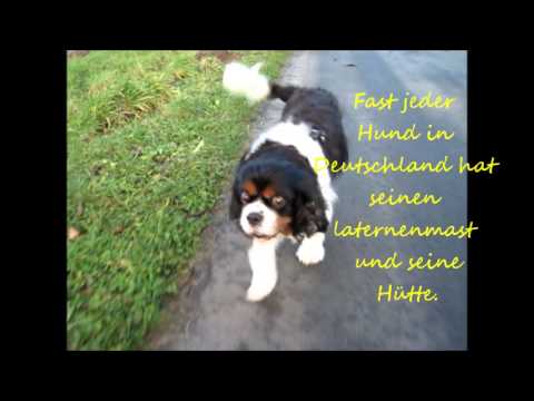 Youtube: Hund protestiert: Heim auch für Menschen!_Videowettbewerb ID33