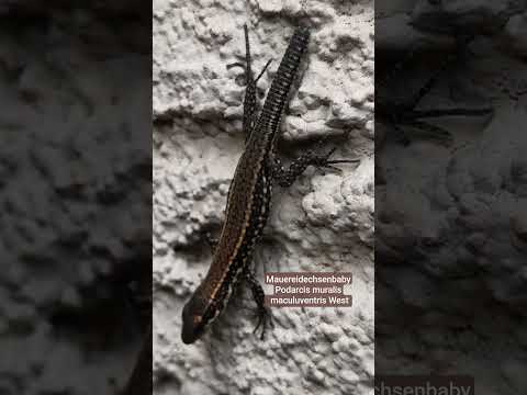 Youtube: Mauereidechsenbaby #shorts #shorts #podarcis #tiervideo #eidechsenfreund #podarcismuralis #wildlife