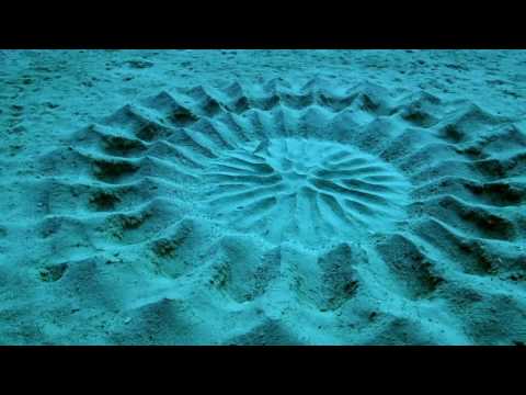 Youtube: Puffer Fish Creates This Blue Water Art  ~: }