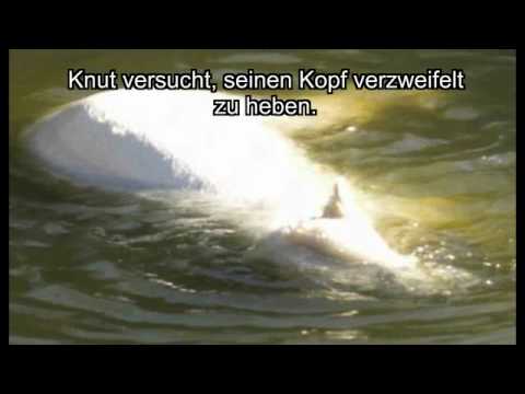 Youtube: Eisbär Knut stirbt vor laufender Kamera