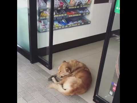 Youtube: Lazy dog Doesn't Mind Sliding Door Closing on Him - 1001524
