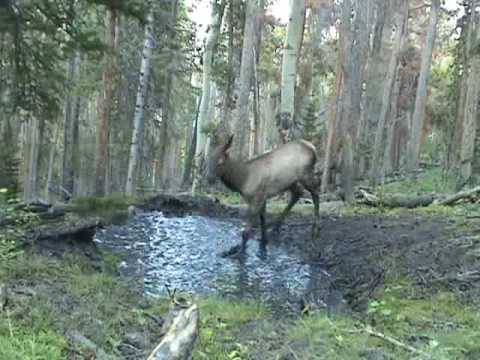 Youtube: Elk Calf plays in the puddle!