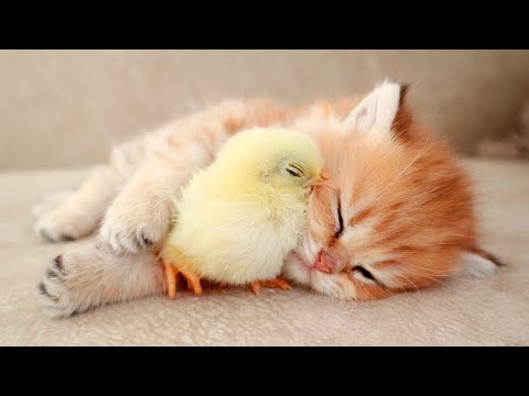 Youtube: Kitten sleeps sweetly with the Chicken 🐥