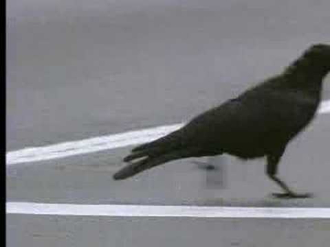 Youtube: Wild crows inhabiting the city use it to their advantage - David Attenborough  - BBC wildlife
