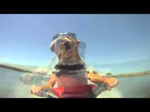 Youtube: Jet Ski Dog