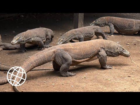 Youtube: Komodo National Park, Indonesia  [Amazing Places 4K]