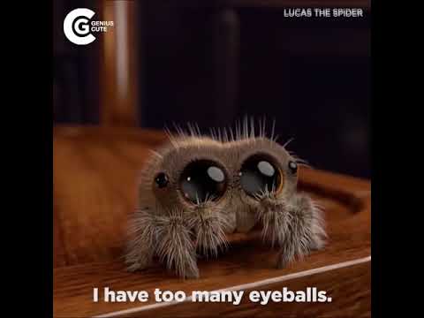 Youtube: Lucas The Spider