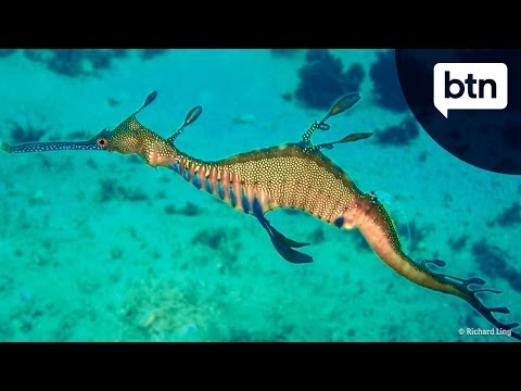 Youtube: Weedy Seadragon - Behind the News