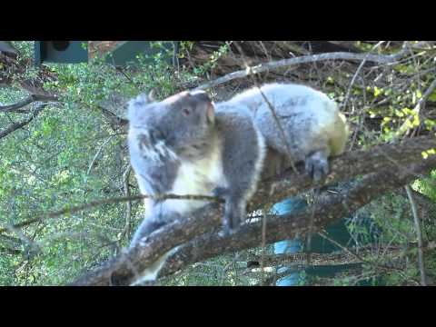 Youtube: Pooping Koala  (Australia - FULL HD)