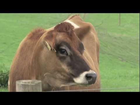 Youtube: Dramatic Cow