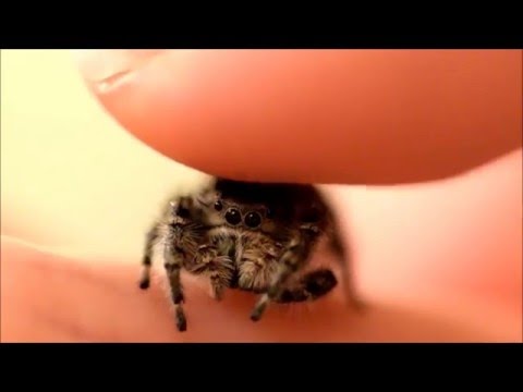 Youtube: Petting my Phidippus Adumbratus Jumping Spider