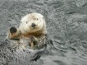 Youtube: Nyac: famous holding-hand otter dies