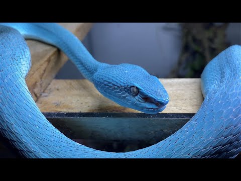 Youtube: BLUE VIPERS' 2 : ELECTRIC BOOGALOO