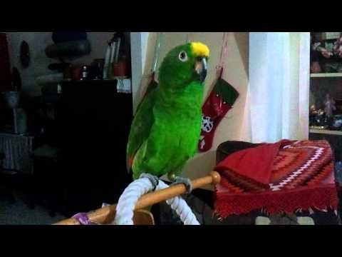 Youtube: Sunny the Amazon Parrot Sings Opera