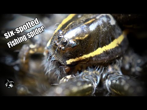 Youtube: The Dolomedes triton