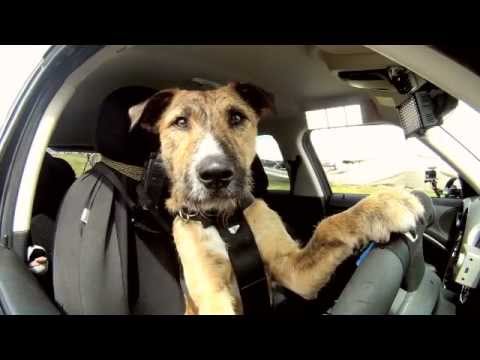 Youtube: Meet Porter. The World's First Driving Dog.