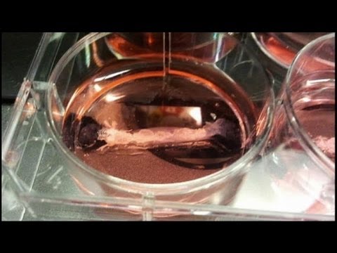 Youtube: euronews science - Kein Science-Ficton: Fleisch aus der Petrischale