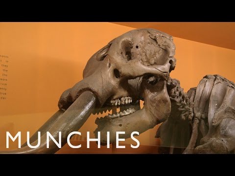 Youtube: Dining On Woolly Mammoth