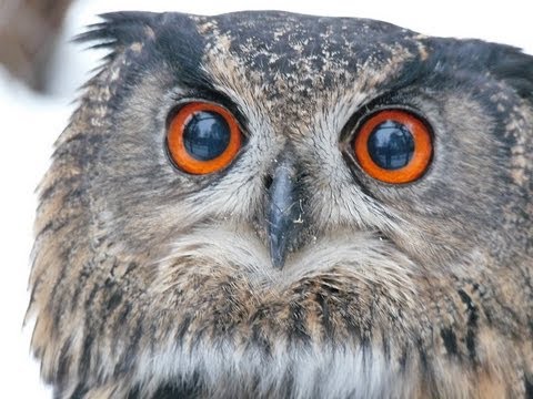 Youtube: huhuuuuu! Uhu, European Eagle-Owl, der Ruf der Eule