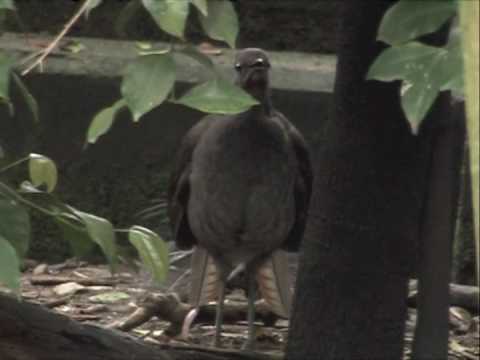 Youtube: Lyrebird  mimicking space invaders