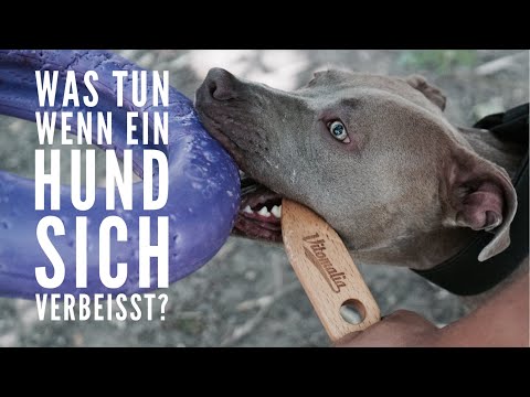 Youtube: Was tun, wenn Hunde sich verbeissen? Hund mit Breaking Stick lösen - Hundetraining by Vitomalia