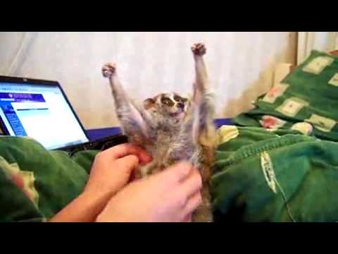 Youtube: Lemur kraulen