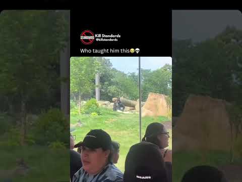 Youtube: “Here’s your picture jeez”😭 #zoo #gorilla #animals #funny
