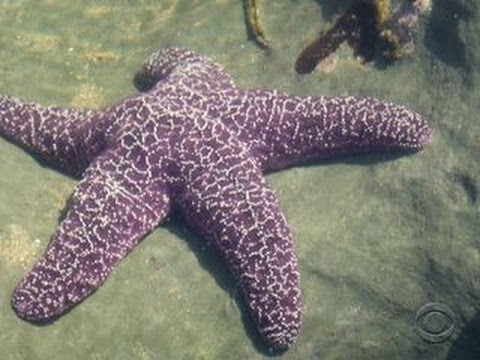 Youtube: Mysterious disease wiping out sea stars