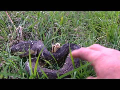 Youtube: Hognose Snake (Hisses and then plays dead)