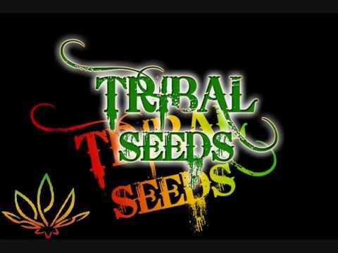 Youtube: Tribal Seeds Beautiful Mysterious