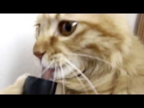 Youtube: Cat vs Vacuum Cleaner Suction