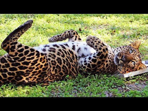 Youtube: What Sound Does A Leopard Make?