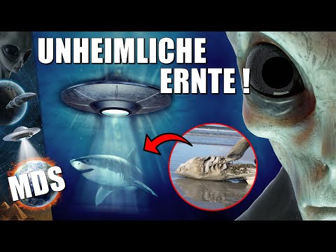 Youtube: Mit chirurgischer Präzision! Außerirdische ERNTEN den Weißen Hai aus den Ozeanen unserer Welt ?