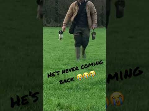 Youtube: Gun dog working cocker spaniel doing Stop whistle on the move training 🙌