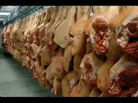 Youtube: Die Wahrheit über das Schweinefleisch !