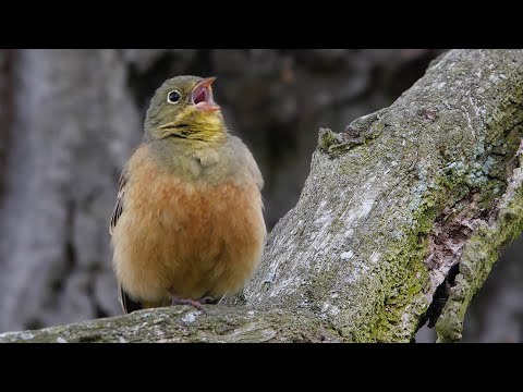 Youtube: Ortolan