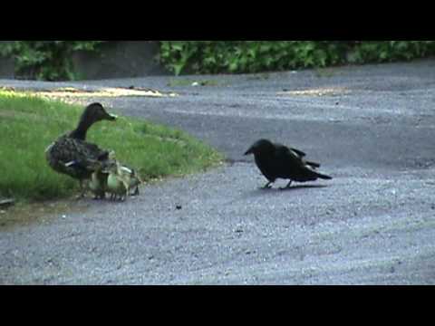Youtube: Mama Duck Fights Crows Attacking Baby Ducklings