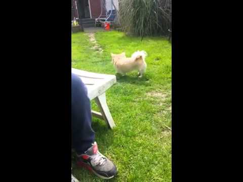 Youtube: Ente beißt Chihuahua ins Hinterteil <i class=