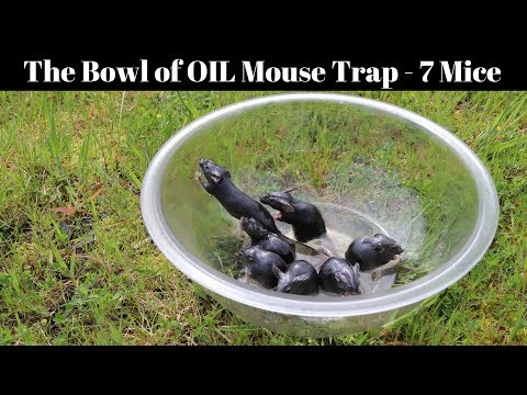 Youtube: A Bowl Of Peanut Oil Catches 7 Mice In 1 Night - Motion Camera Footage