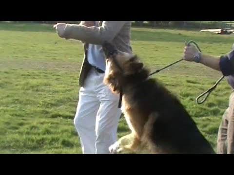 Youtube: Dr Roger Mugford - The truth about dog muzzles