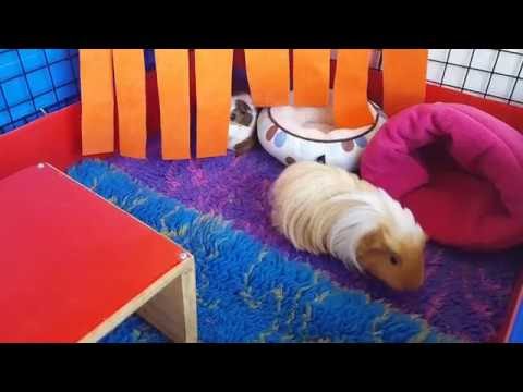 Youtube: The BIGGEST guinea pig popcorn EVERRRRRRRRRR