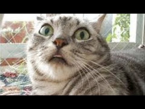 Youtube: Lustige Katzen Compilation 2014 [Neue HD]