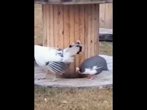 Youtube: Том и Джерри с соседнего двора...