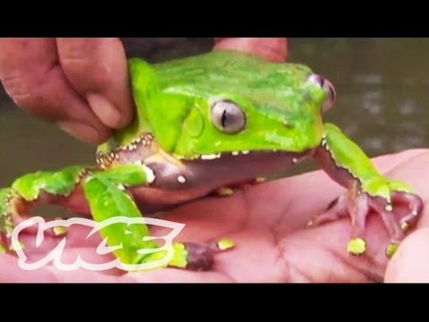 Youtube: Tripping on Hallucinogenic Frogs (Part 1/3)