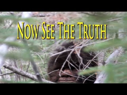 Youtube: Tv show Films Bigfoot. Extraordinary Sasquatch video evidence