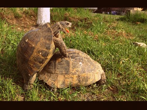 Youtube: Turtle pairing. Funny sounds