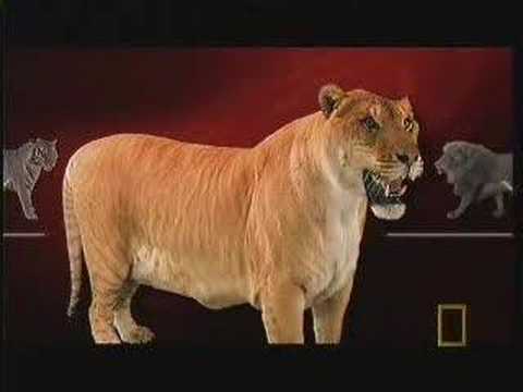Youtube: Liger on National Geographic Ultimate Cat