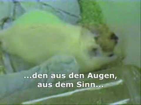 Youtube: Tierversuche (Dritte Wahl - Schreie hinter Glas)